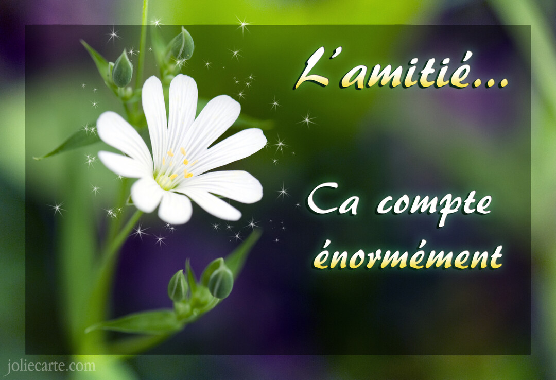 Gros plan sur une fleur blanche aux pétales fins et aux pistils jaunes, entourée d'étoiles scintillantes sur un fond naturel vert et violet.