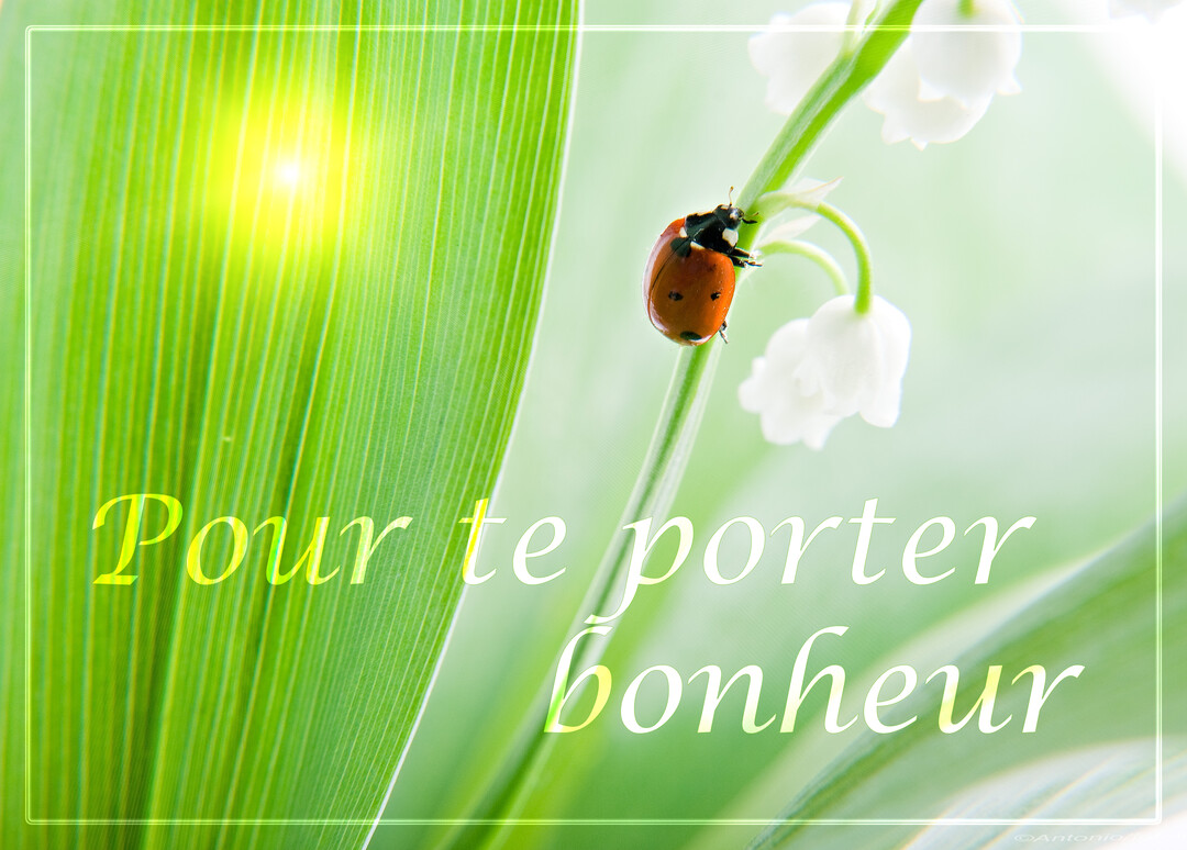 Une coccinelle rouge à points noirs est posée sur la tige verte d'un brin de muguet aux clochettes blanches, sur un fond naturel.