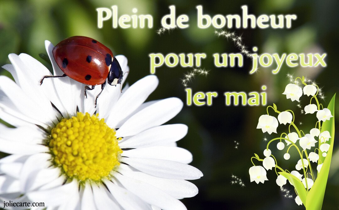 Une coccinelle rouge est posée sur le cœur jaune d'une pâquerette, à côté d'un brin de muguet illustré et d'un vœu de bonheur.