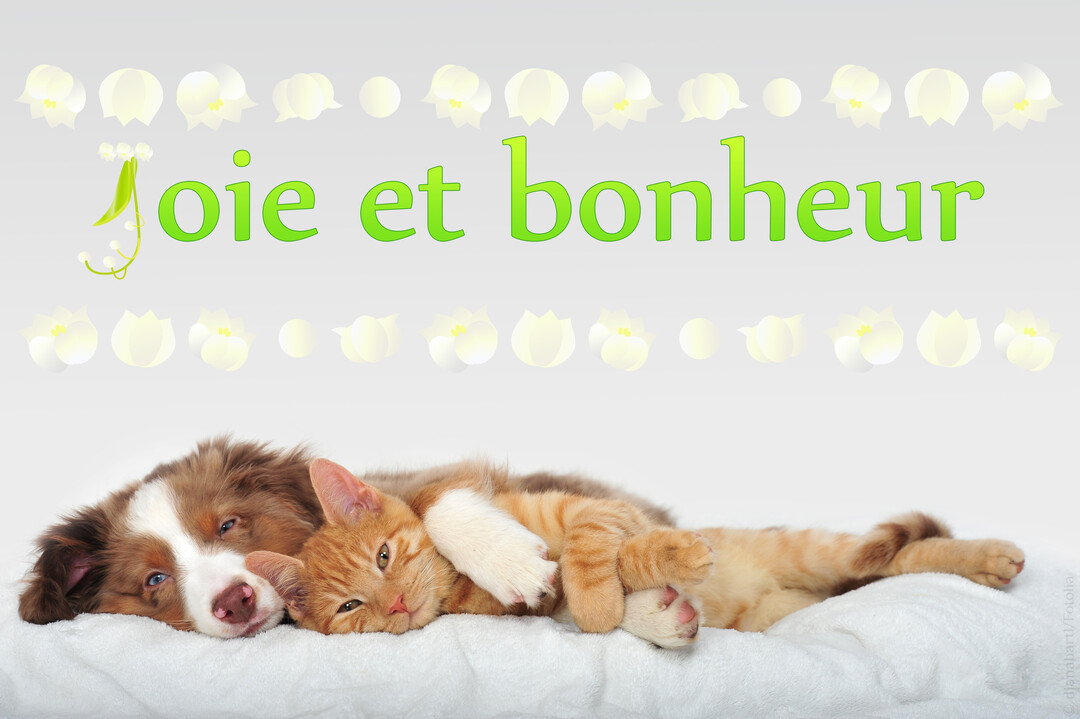 Un chiot berger australien et un chaton roux endormis se font un câlin sur un fond gris décoré de clochettes de muguet.