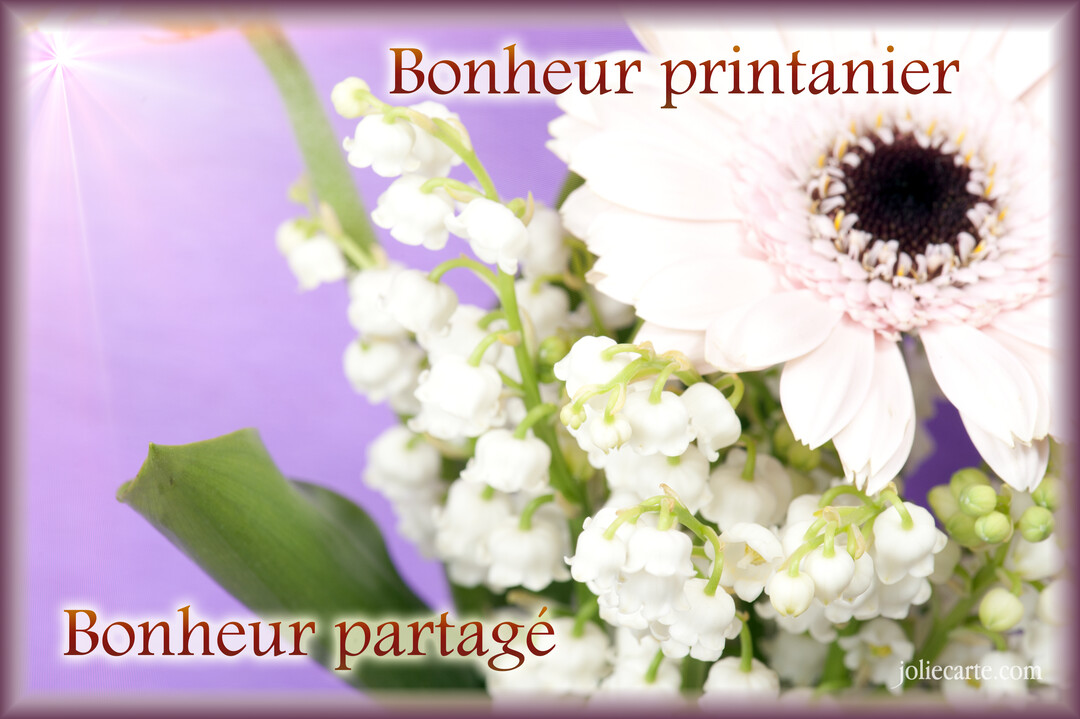 Gros plan sur un bouquet printanier composé de muguet blanc et d'un gerbera rose, sur un fond dégradé de couleur lavande.