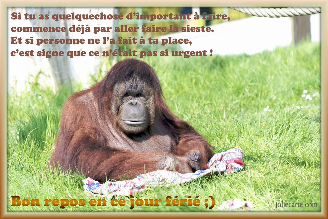 Un orang-outan à la fourrure rousse est assis paisiblement sur une pelouse verdoyante, semblant se détendre à l'ombre d'un arbre.
