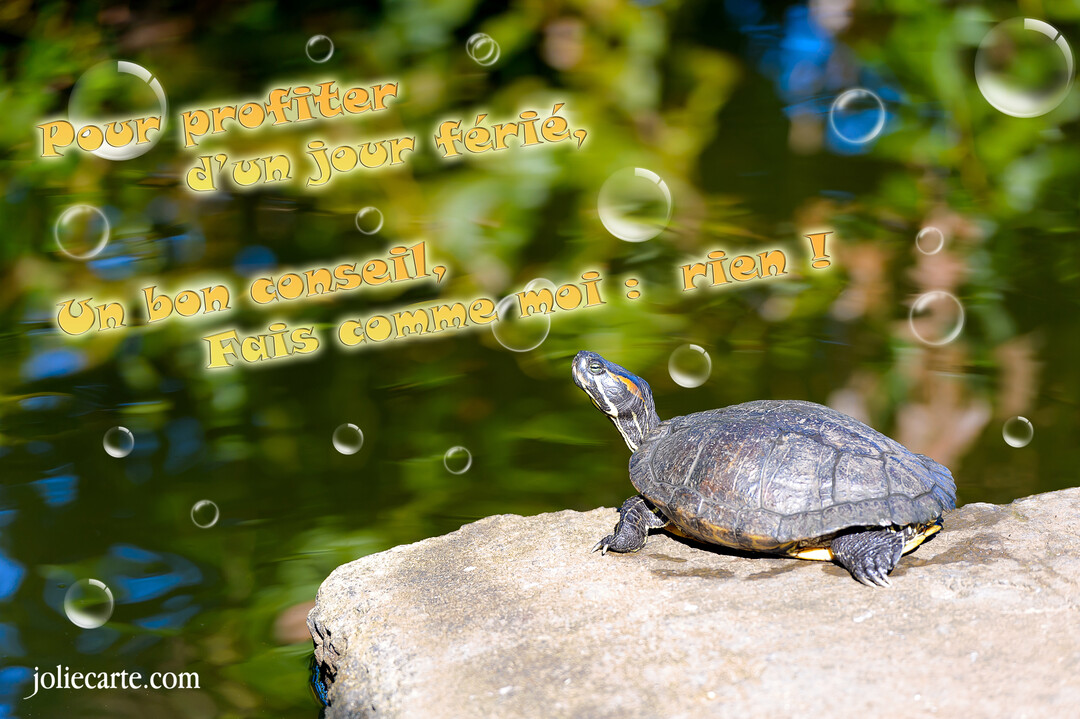 Une tortue de Floride se repose sur une pierre ensoleillée au bord d'un étang verdoyant, avec des bulles transparentes flottant autour d'elle.