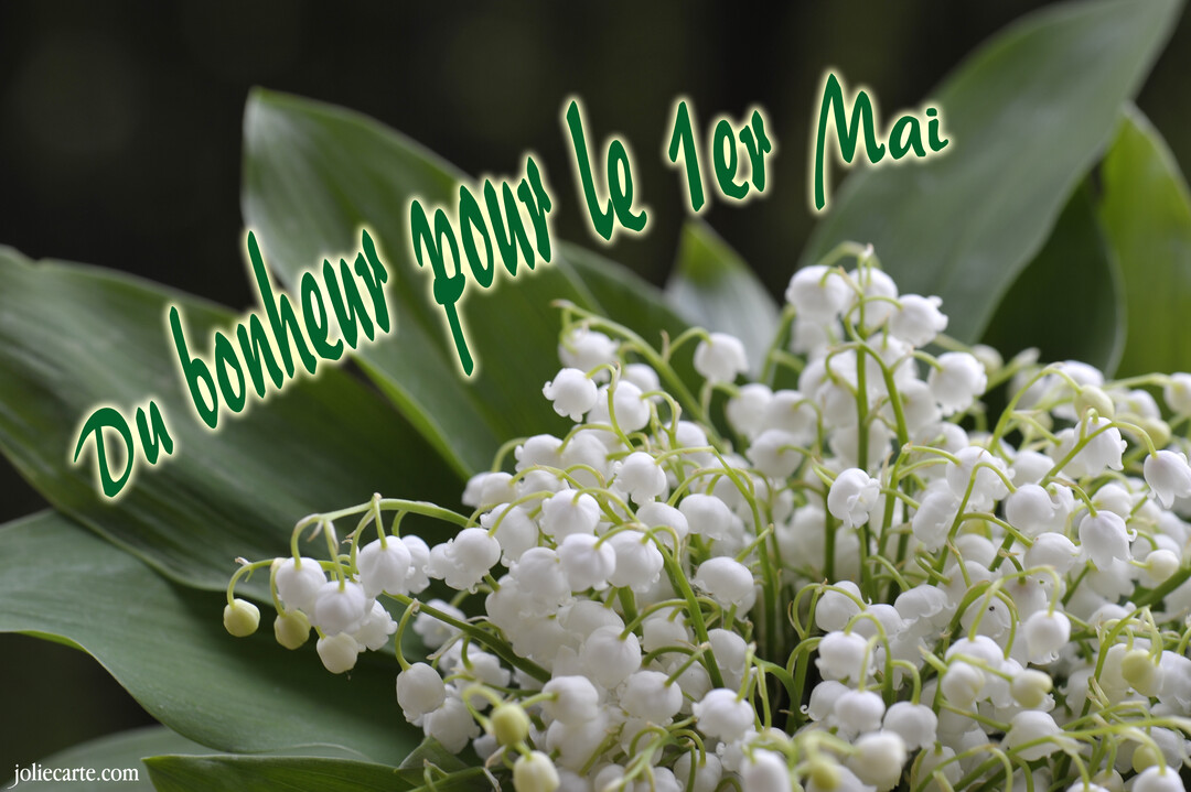 Gros plan sur un bouquet de brins de muguet, avec ses clochettes blanches et ses larges feuilles vertes, sur un fond sombre.