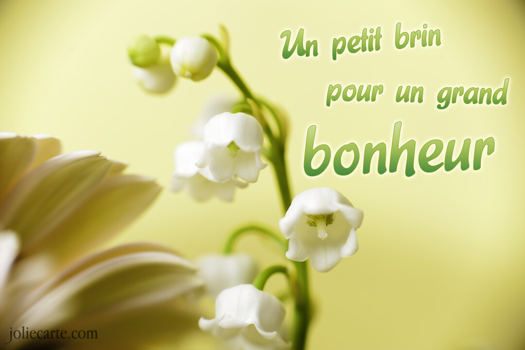 Gros plan photographique sur un brin de muguet avec ses clochettes blanches délicates sur un fond jaune-vert doux et lumineux.