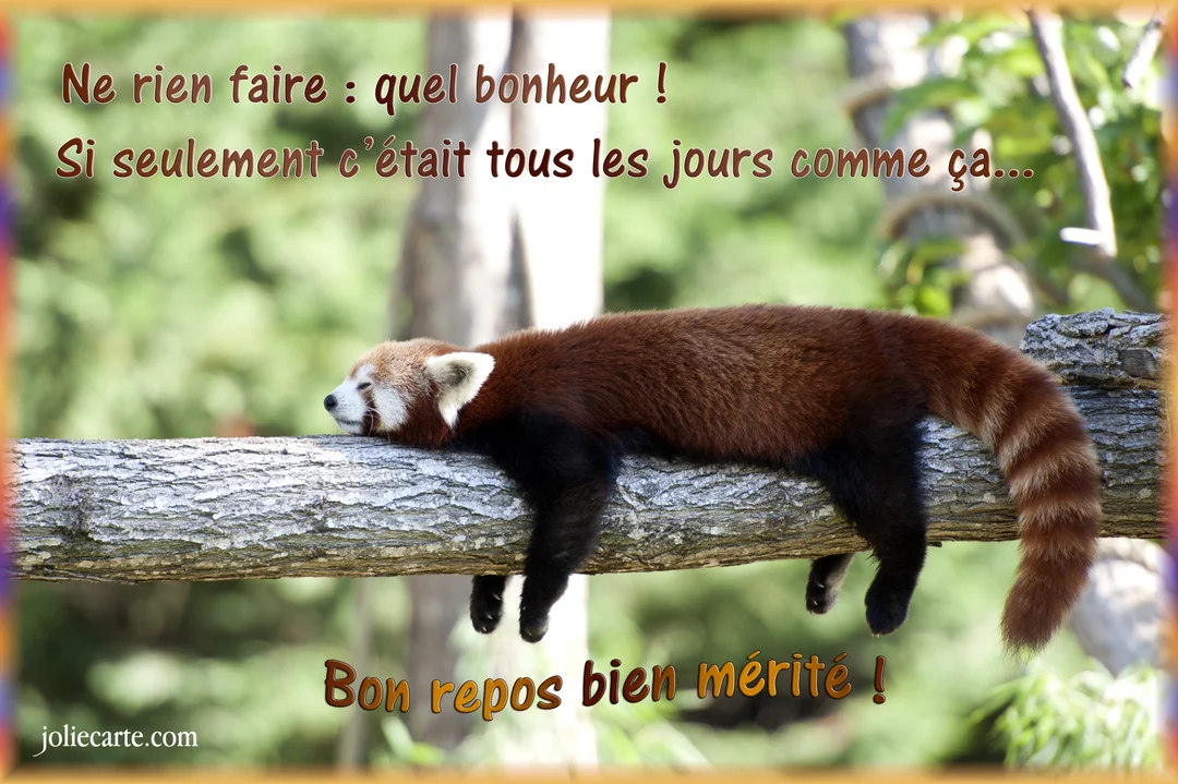 Un panda roux à la fourrure épaisse dort paisiblement, étendu de tout son long sur une grosse branche d'arbre dans un décor verdoyant.