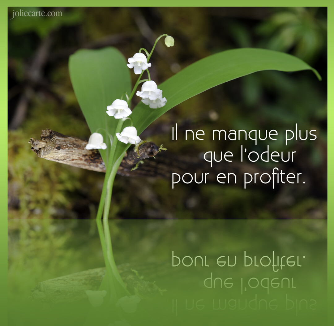 Un brin de muguet avec ses fleurs blanches en clochettes et sa feuille verte se reflète sur une surface miroitante verte.