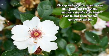 Aperçu de la carte : « Être grand-père ou grand-mère ne signifie pas être vieux, mais être béni... »