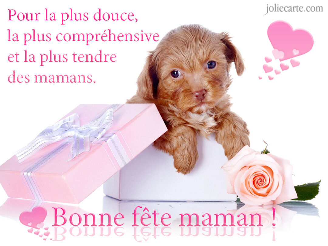 Un chiot marron duveteux sort d'une boîte blanche, à côté d'un paquet cadeau rose et d'une rose, sur un fond blanc.