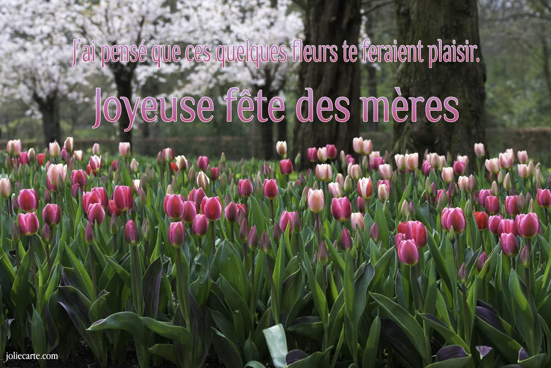 Un champ de tulipes roses et blanches s'étend au premier plan, avec des arbres et des fleurs blanches floues en arrière-plan.