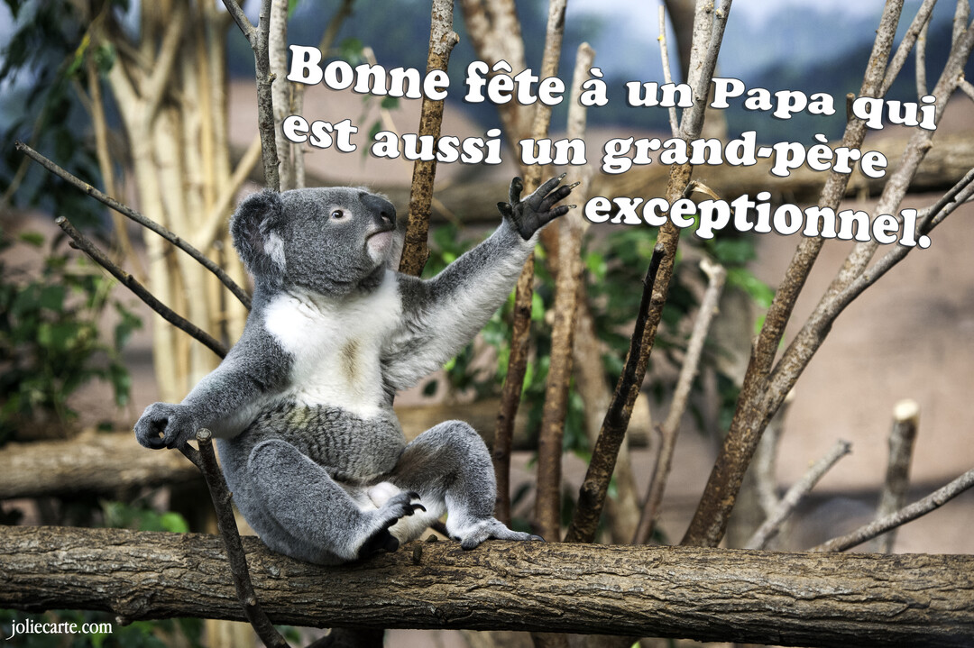 Un koala gris et blanc est assis sur une grosse branche d'arbre et lève une patte pour saluer, avec une expression joyeuse et amicale.