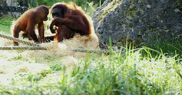 Aperçu de la carte : « J'apprécie le conseil que tu m'as répété : demande à ta mère ! »...