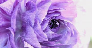 Aperçu de la carte : « Le plus grand bonheur d'une mère c'est de savoir ses enfants heureux... »