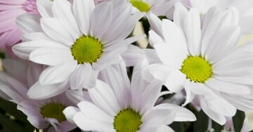 Aperçu de la carte : « Maman, un petit mot qui évoque un monde de douceurs et de joies... »