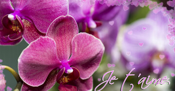 Aperçu de la carte : Je t'aime maman