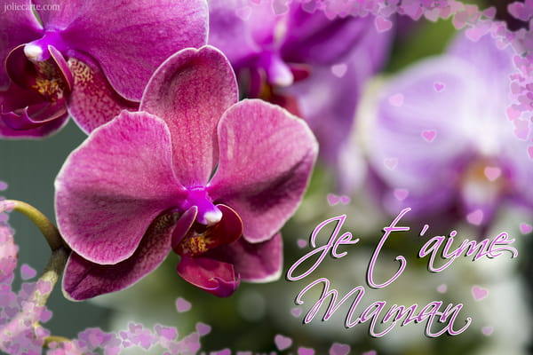 Carte pour la Fête des Mères avec une photo d'orchidées roses et le texte manuscrit 'Je t'aime maman' entouré de cœurs.