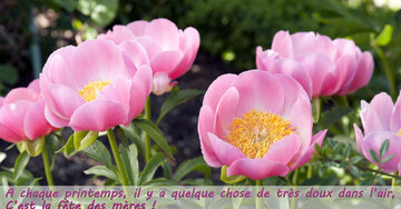 Aperçu de la carte : « C'est ce bonheur et cette joie que j'ai envie de partager avec toi, maman... »