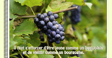 Aperçu de la carte : « Être jeune comme un beaujolais et vieillir comme un bourgogne... »