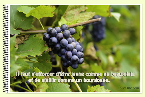 Carte illustrée d'une grappe de raisin sur sa vigne, avec la citation : 'Il faut s'efforcer d'être jeune comme un beaujolais et de vieillir comme un bourgogne.'