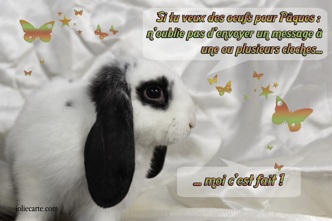 Un lapin bélier blanc et noir est photographié de profil sur un fond satiné blanc, avec un message humoristique pour Pâques.