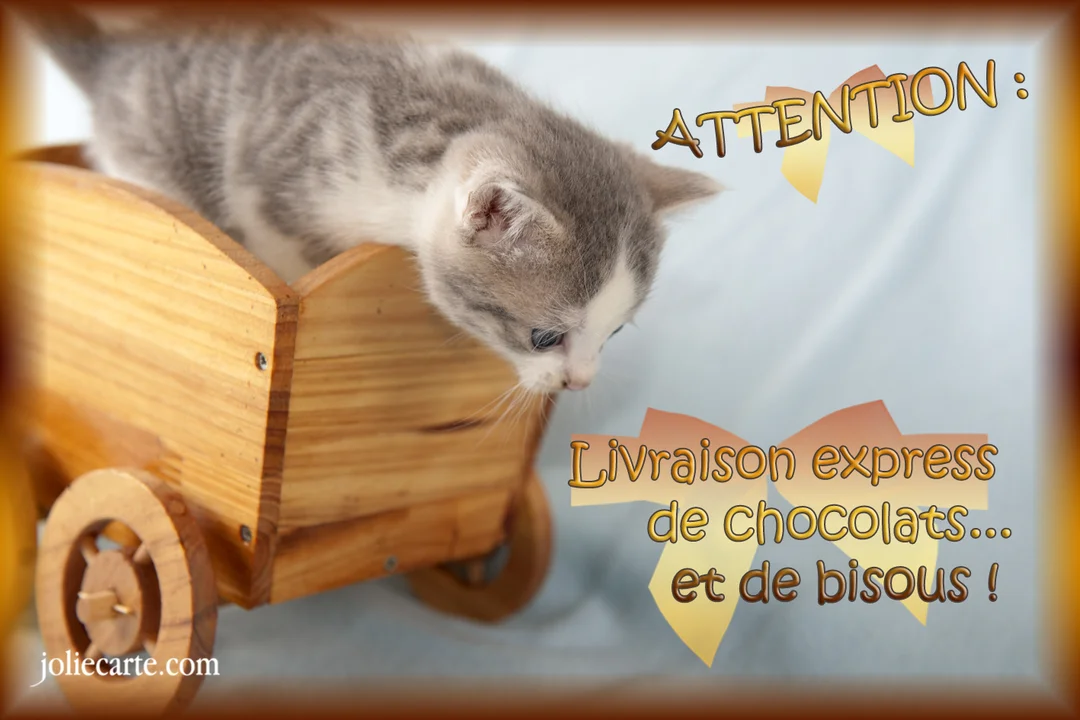 Un petit chaton tigré gris et blanc est assis dans une charrette en bois, se penchant en avant sur un fond bleu clair.