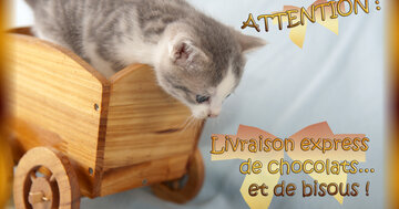 Aperçu de la carte : Livraison express de chocolats... et de bisous !