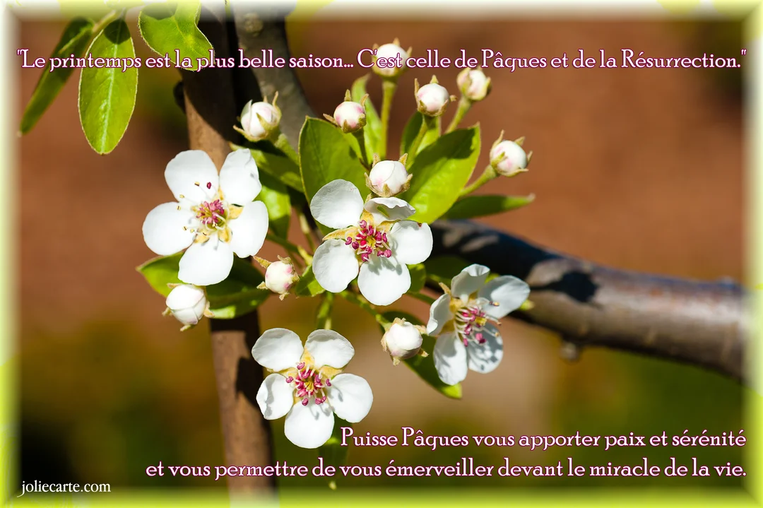 Photographie en gros plan de délicates fleurs blanches d'un arbre fruitier sur une branche, avec des bourgeons et de jeunes feuilles vertes.