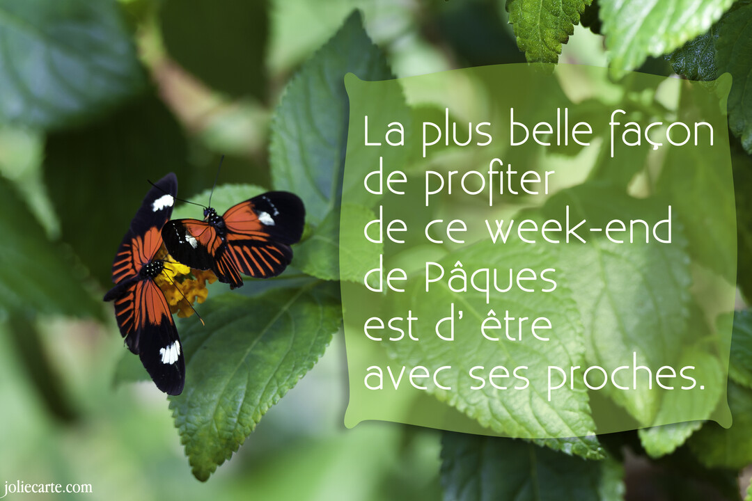 Sur un fond de feuillage vert, deux papillons aux ailes orange et noires sont posés sur une petite fleur jaune, butinant ensemble.