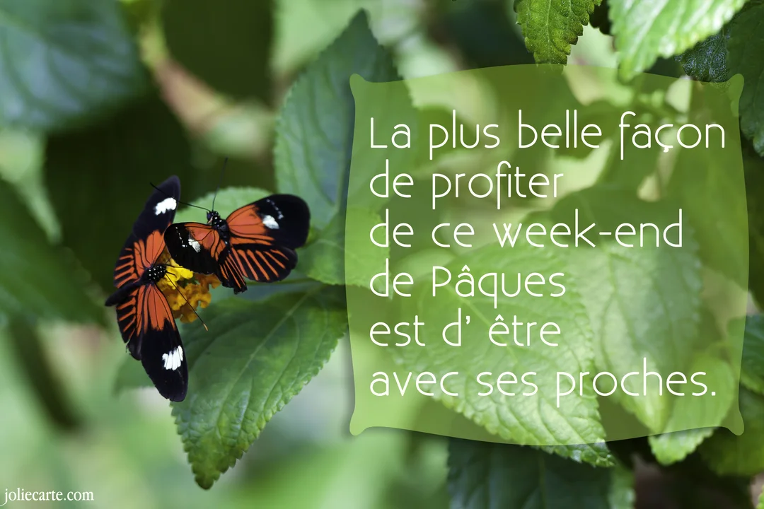 Sur un fond de feuillage vert, deux papillons aux ailes orange et noires sont posés sur une petite fleur jaune, butinant ensemble.