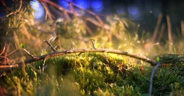 Aperçu de la carte : Vive le printemps