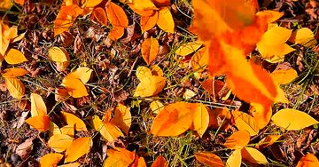 Aperçu de la carte : Bonne journée d'automne