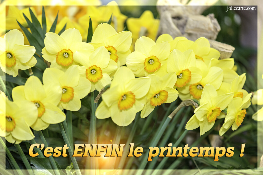 Un parterre de jonquilles jaunes aux cœurs orangés, photographiées en gros plan, avec l'inscription joyeuse 'C'est ENFIN le printemps !' en bas.