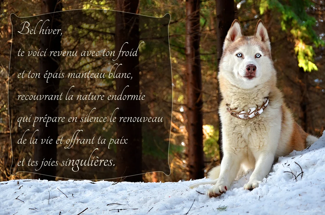 Un chien de race husky, beige et blanc avec des yeux bleus perçants, est assis dans une forêt enneigée, regardant droit devant lui.