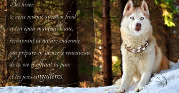 Aperçu de la carte : « Bel hiver, te voici revenu avec ton froid et ton épais manteau blanc... »