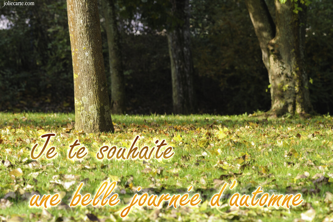 Une photographie d'un sol herbeux parsemé de feuilles d'automne, avec des troncs d'arbres robustes en arrière-plan dans une lumière douce et naturelle.