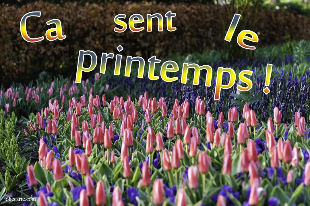 Une photographie d'un parterre de fleurs avec des tulipes roses et des jacinthes violettes, surmontée du texte coloré 'Ça sent le printemps !'.