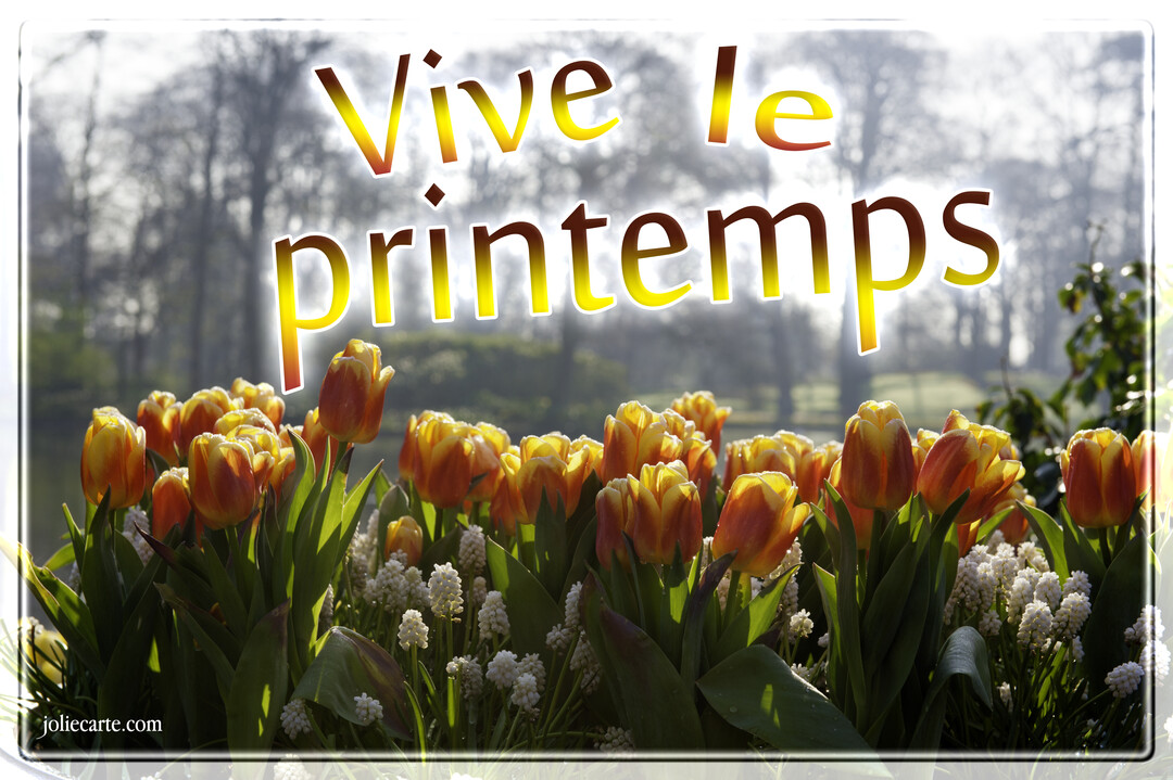 Une photographie d'un massif de tulipes bicolores, jaunes et oranges, avec des muscaris blancs, sous un soleil radieux dans un parc arboré.