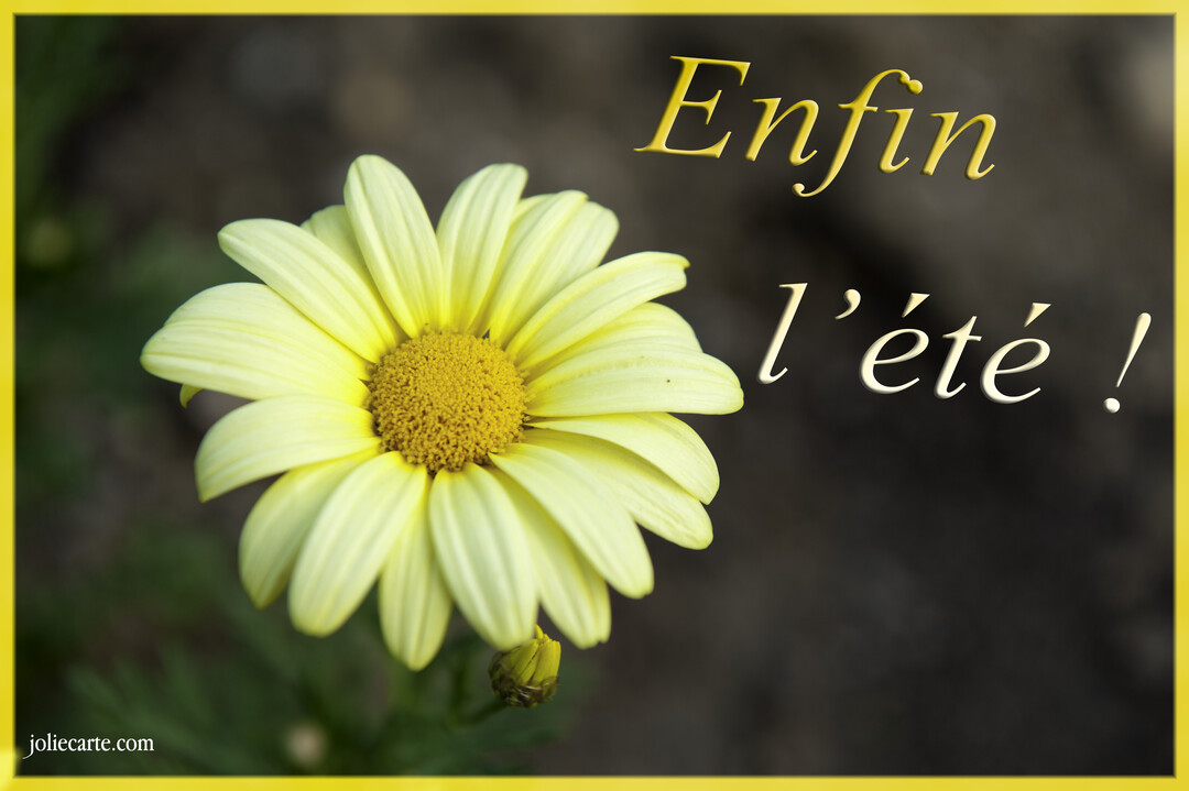 Photographie en gros plan d'une fleur de marguerite jaune vif sur un fond flou et sombre, avec le texte 'Enfin l'été !'.