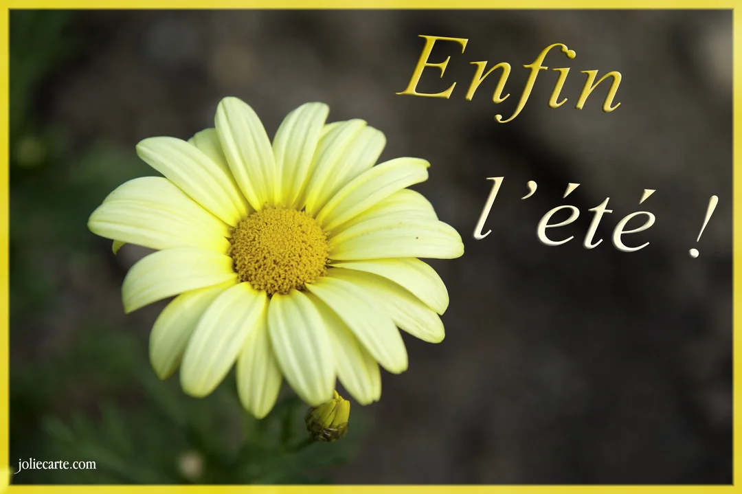 Photographie en gros plan d'une fleur de marguerite jaune vif sur un fond flou et sombre, avec le texte 'Enfin l'été !'.