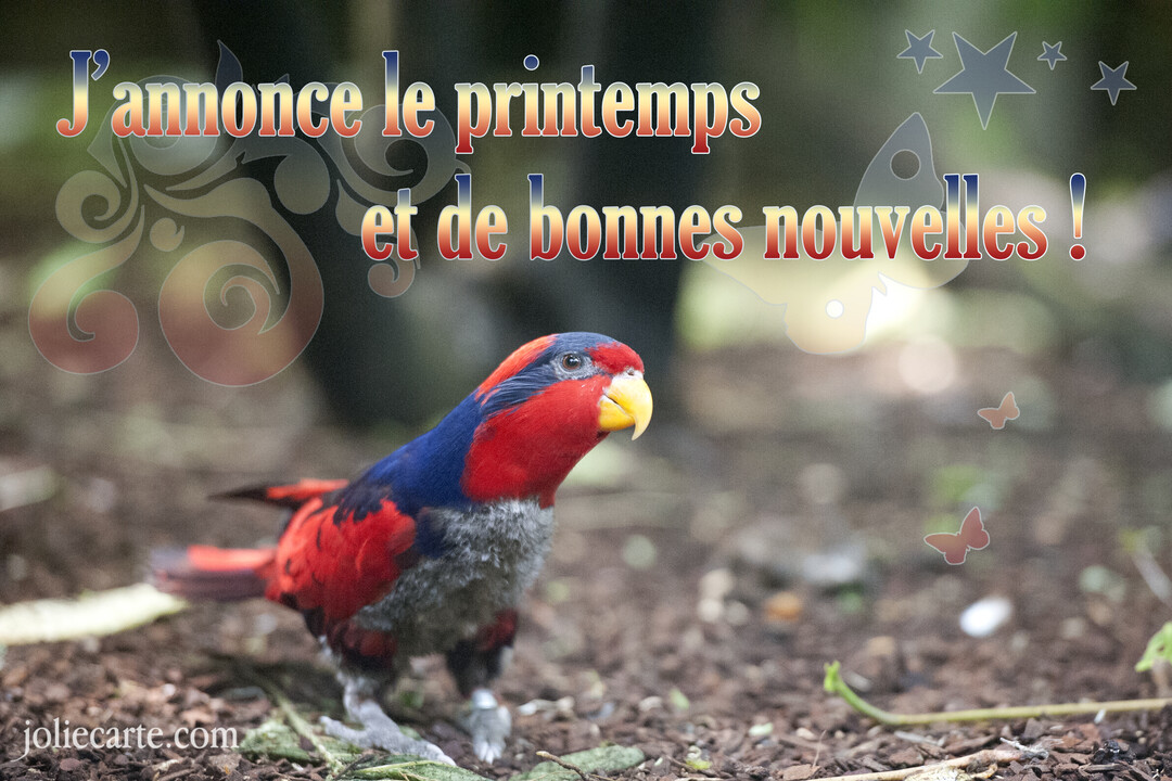 Un petit oiseau exotique au plumage rouge et bleu, avec un bec jaune, se tient sur un sol terreux en regardant vers la droite.