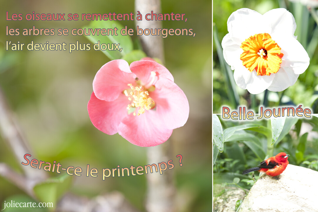 Montage photographique en trois parties montrant une fleur rose, un narcisse blanc, un oiseau rouge et un texte célébrant l'arrivée du printemps.