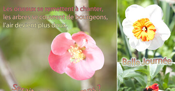Aperçu de la carte : « Les oiseaux se remettent à chanter, les arbres se couvrent de bourgeons... »