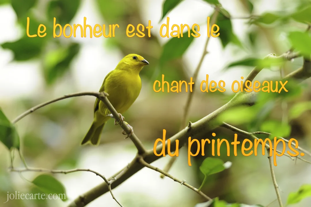 Un petit oiseau jaune vif est perché sur une fine branche, entouré de feuilles vertes sur un fond naturel et lumineux.