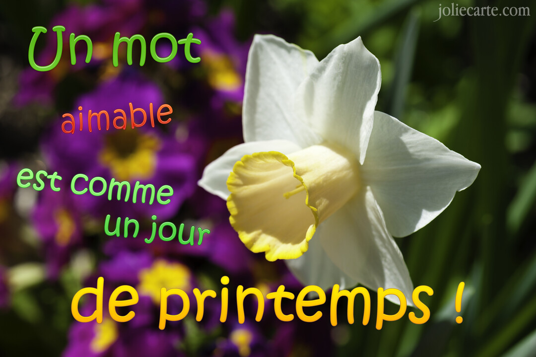 En gros plan, une fleur de narcisse blanche et jaune se détache sur un arrière-plan flou de fleurs violettes et de verdure.