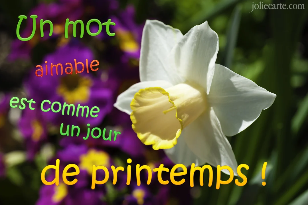 En gros plan, une fleur de narcisse blanche et jaune se détache sur un arrière-plan flou de fleurs violettes et de verdure.