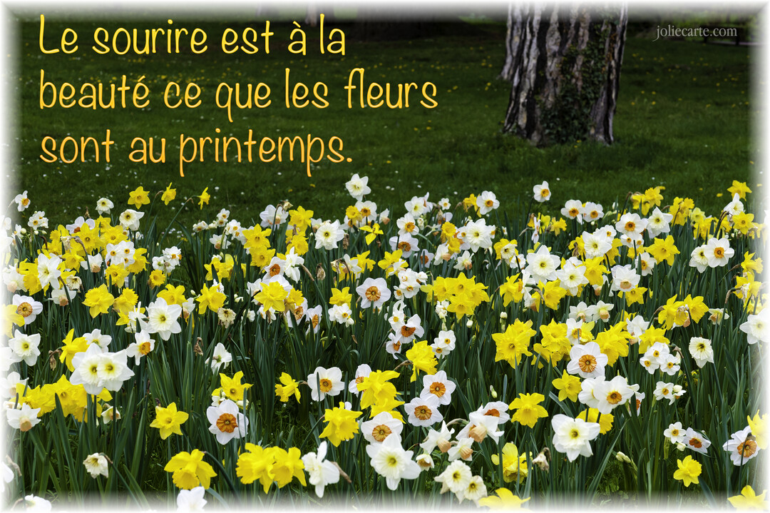 Une carte illustrée par un parterre de narcisses jaunes et blancs sur une pelouse verte, avec une citation poétique sur le printemps.