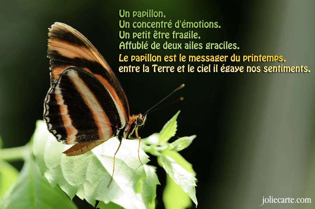 Un papillon aux ailes rayées orange et noir se tient de profil sur de jeunes feuilles vertes, sur un fond sombre et flou.