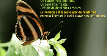 Aperçu de la carte : « Un papillon, un concentré d'émotions. Un petit être fragile aux ailes graciles... »