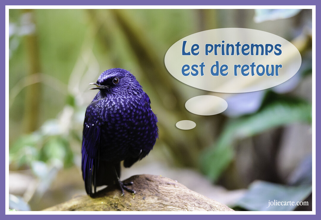 Un oiseau au plumage bleu-violet parsemé de points blancs est perché sur une branche, avec un fond naturel et verdoyant en arrière-plan.