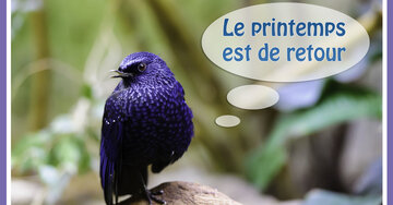 Aperçu de la carte : Le printemps est de retour